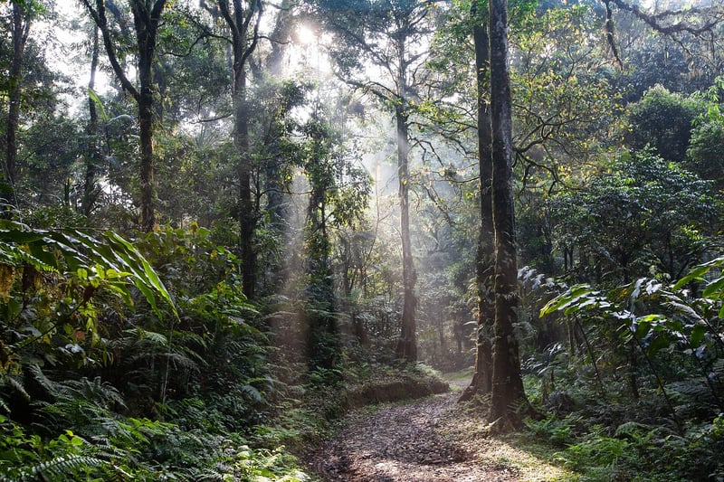 Rainforest Trek Image